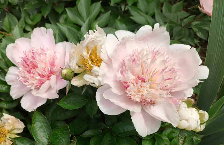 Do Tell Peony