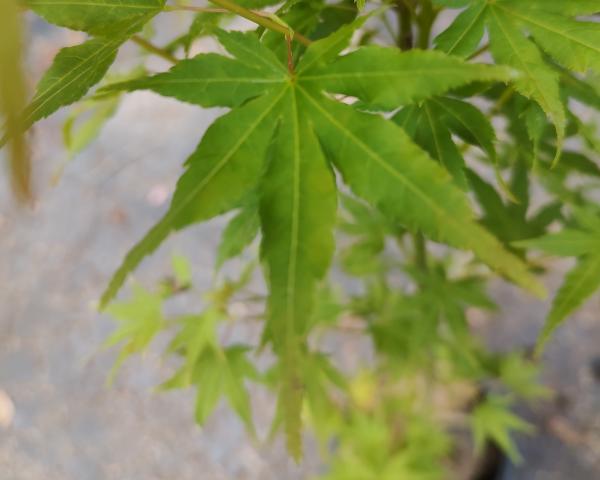 Going Green