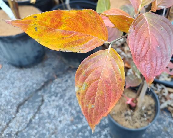 Pam's Mountain Bouquet
