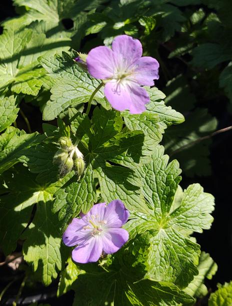 Wild Geranium