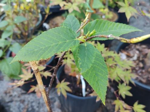 Monkey Tail Hornbeam