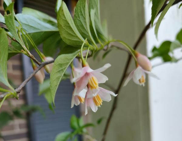Pink Chimes Japanese Snowbell