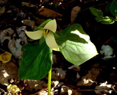 Trillium sulcatum