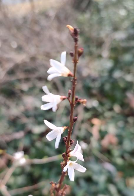 White Forsythia