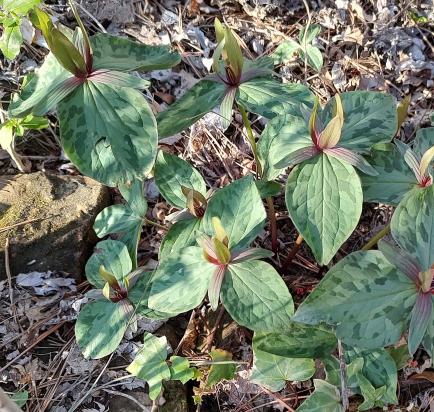 Toadshade Trillium