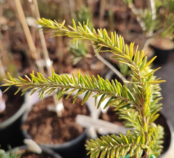 Vermeulen's Wintergold