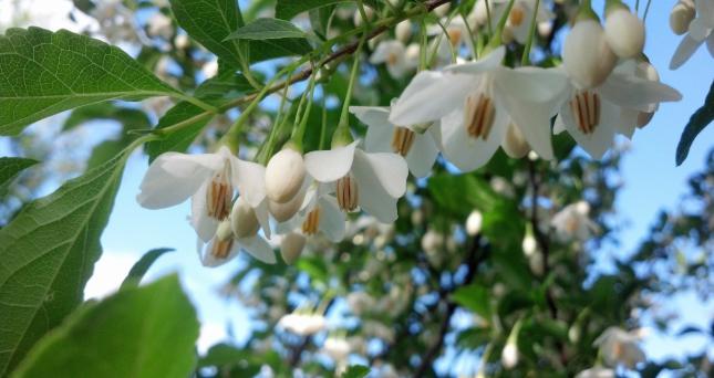 Japanese Snowbell
