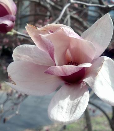 Saucer Magnolia