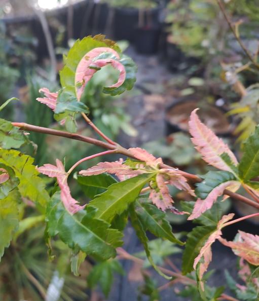 Johnston's Pink and White