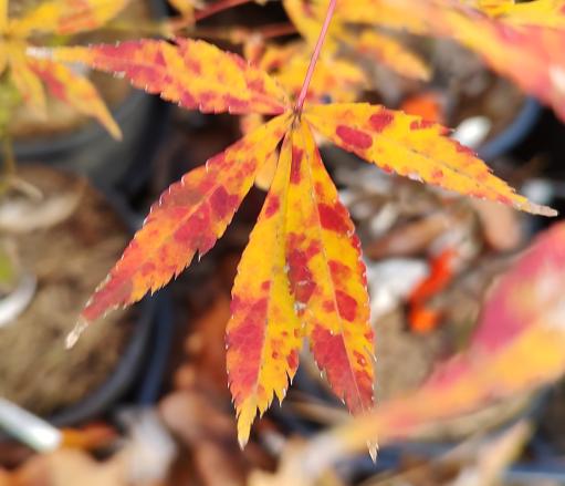 Verkade's Wintergold