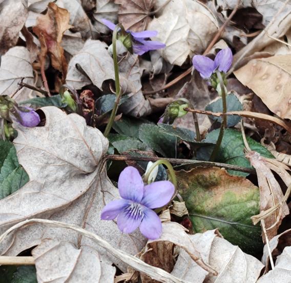 Labrador Violet