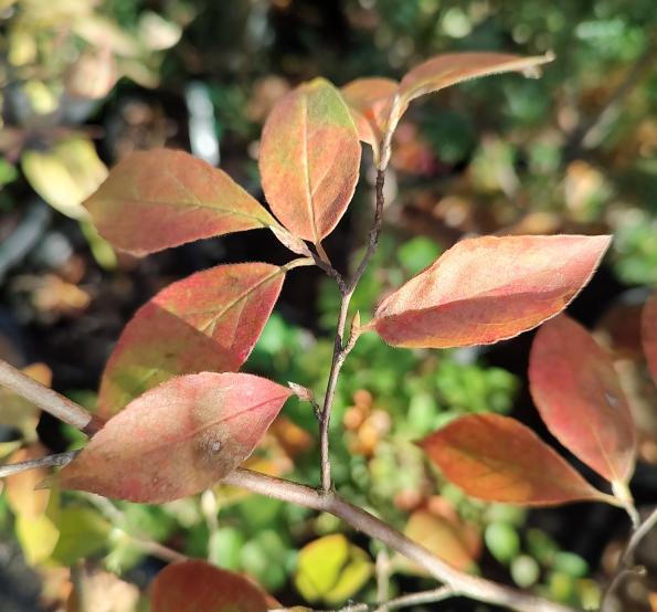 Orange Bark Stewartia