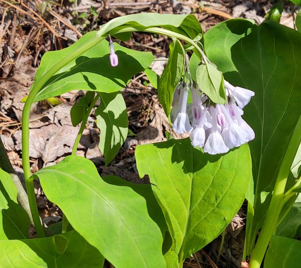 Virginia Bluebells