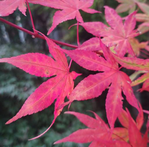 Daiji Sen