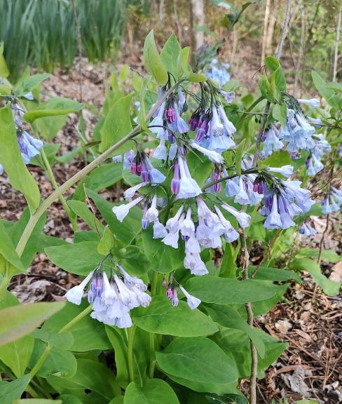 Virginia Bluebells