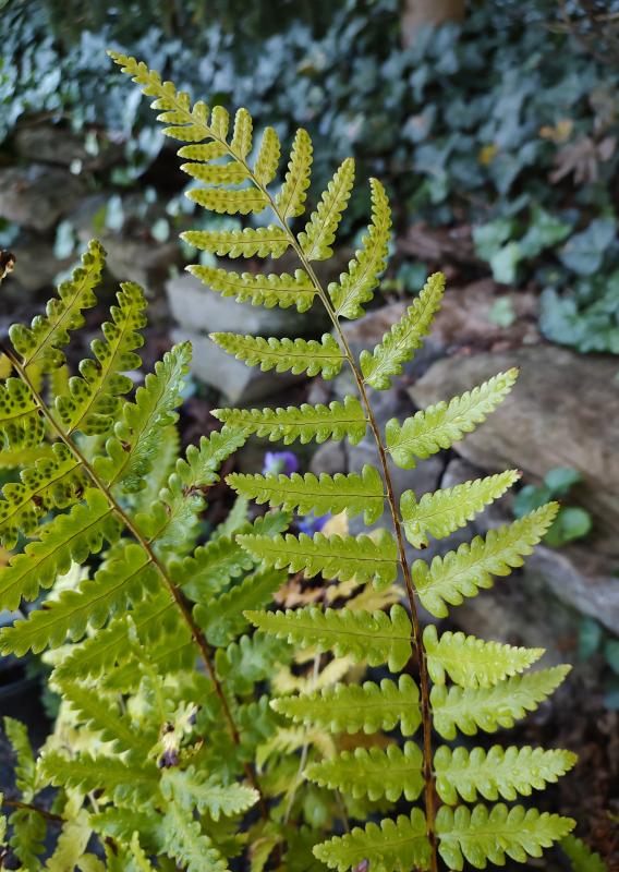 Dixie Wood Fern