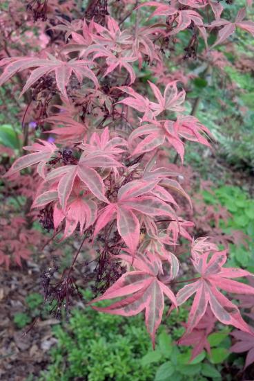 Shirazz / Gwen's Rose Delight