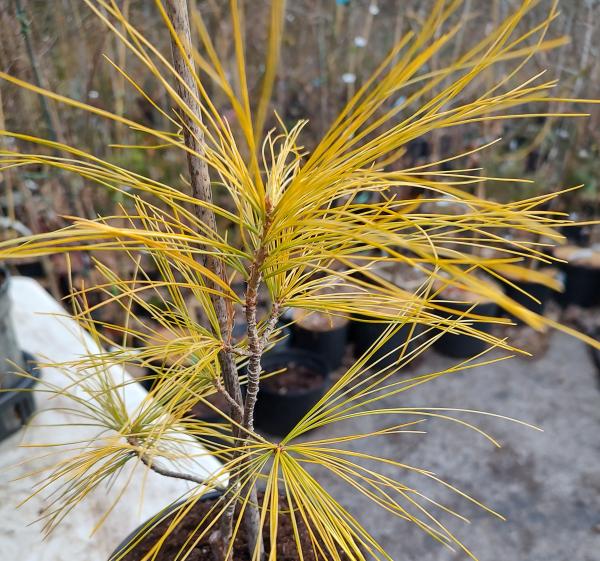 Hillside Winter Gold 