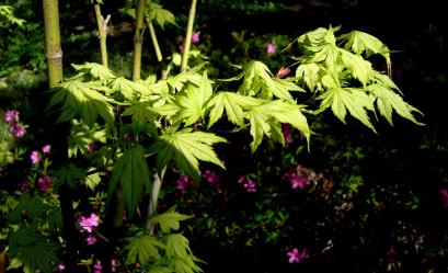 Reticulatum / Shigitatsu Sawa