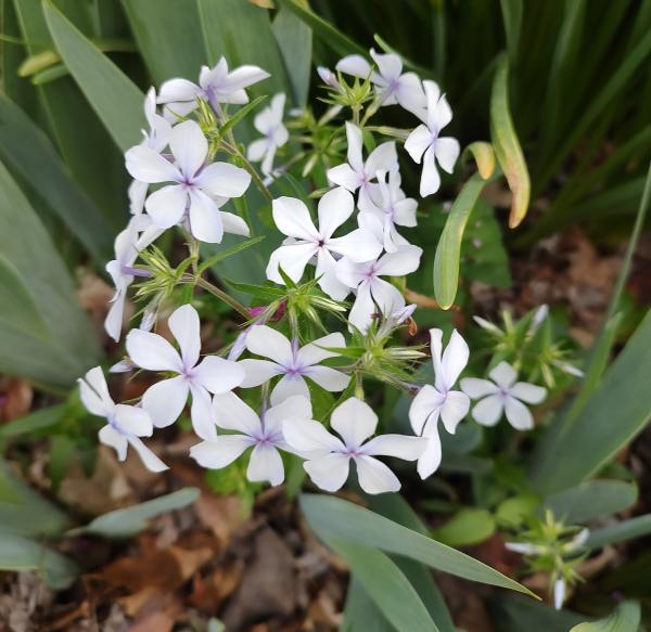 Wild White Phlox