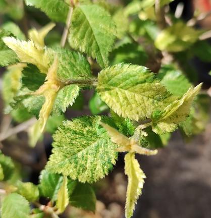 Argenteovariegata Pendula