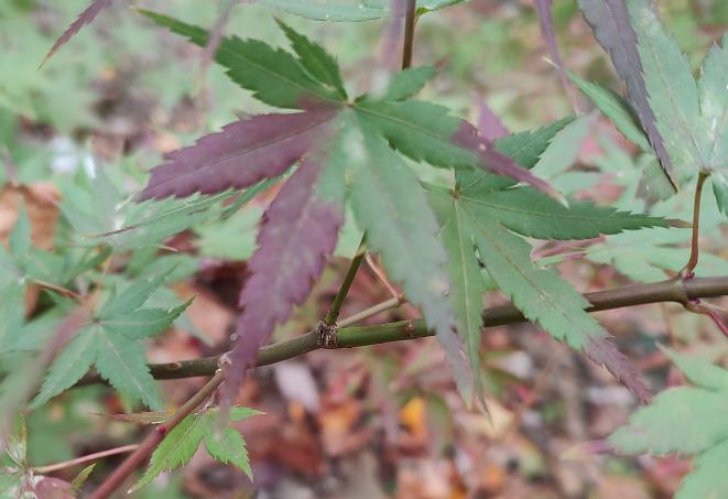 Rokugatsu En Nishiki