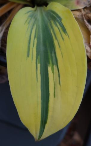 Shadowland Autumn Frost