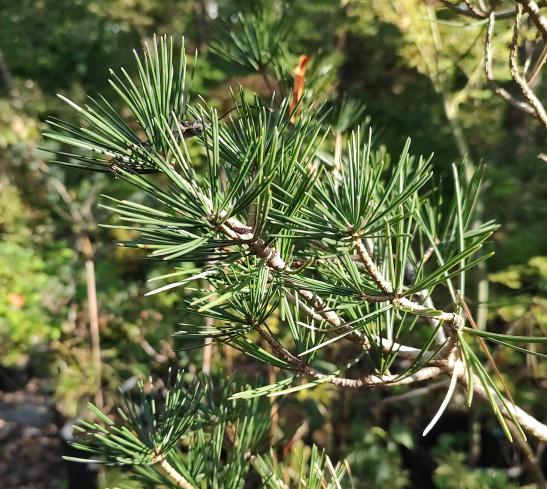 Lacebark Pine