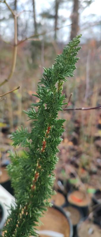 Stiff Upright from Ralph