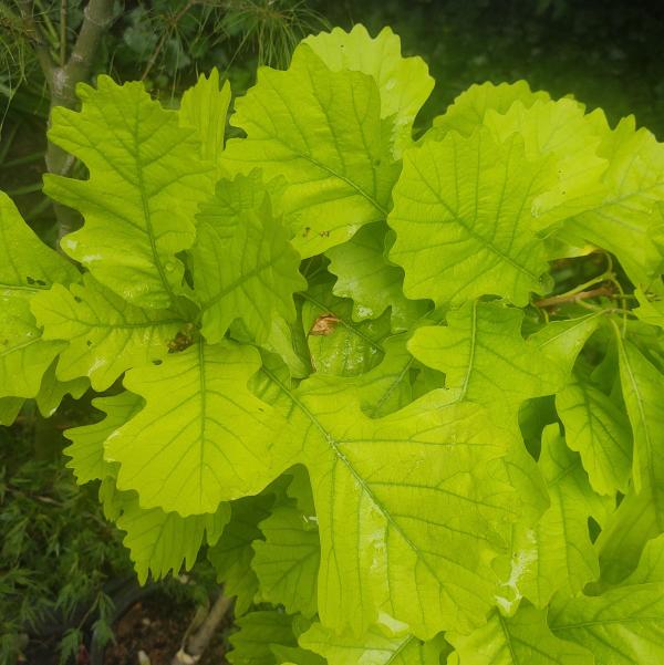 Omega Oak