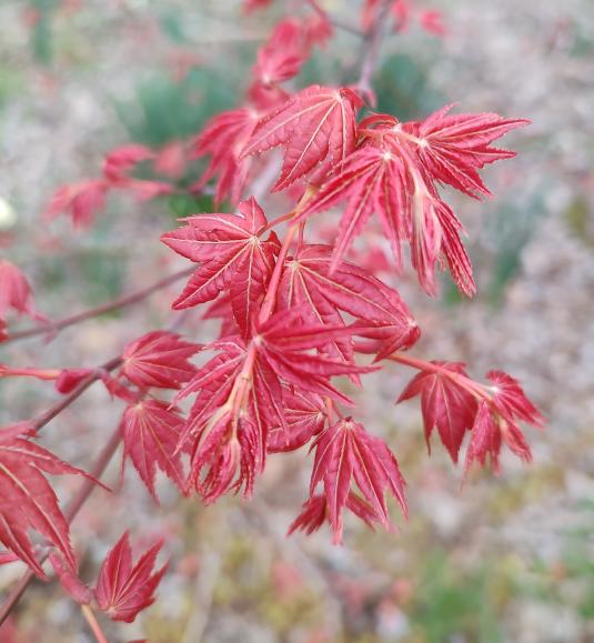 Chishio Improved (Shin Chishio)