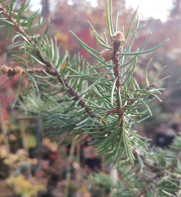 Gebelle's Golden Spring