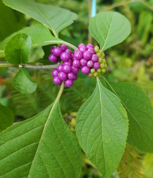Beautyberry
