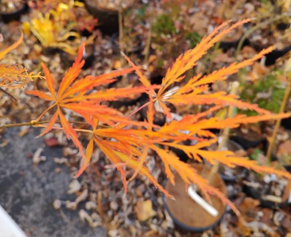 Victoria's Red Sensation