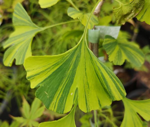 Sunstream Ginkgo
