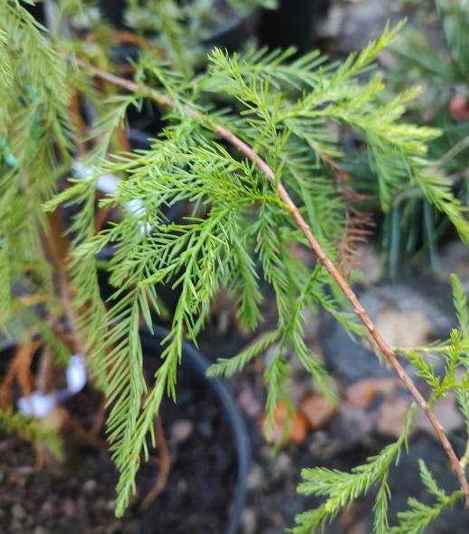 Mickelson Shawnee Brave