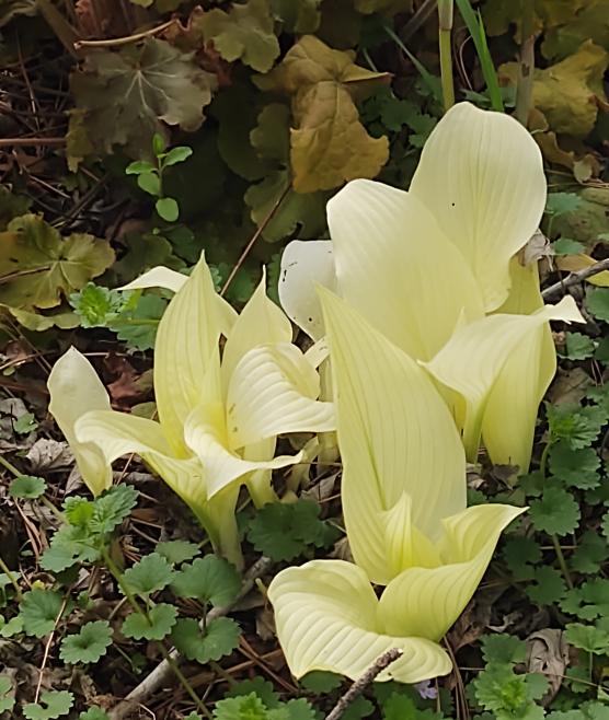 White Feather Hosta