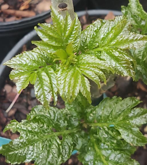 Crispa Dwarf Ash Tree