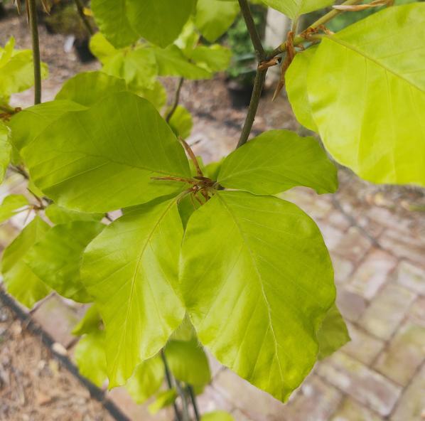 Dawyck Gold European Beech