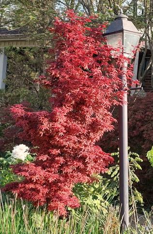 Twombly's Red Sentinel