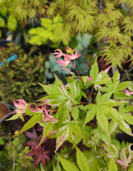 Waka Midori variegated