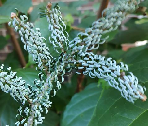 Horstmann's Silberlocke