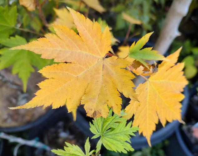 Korean Butterfly Maple