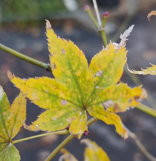 Alpine Silver Thread