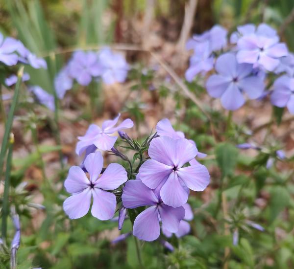 Wild Blue Phlox